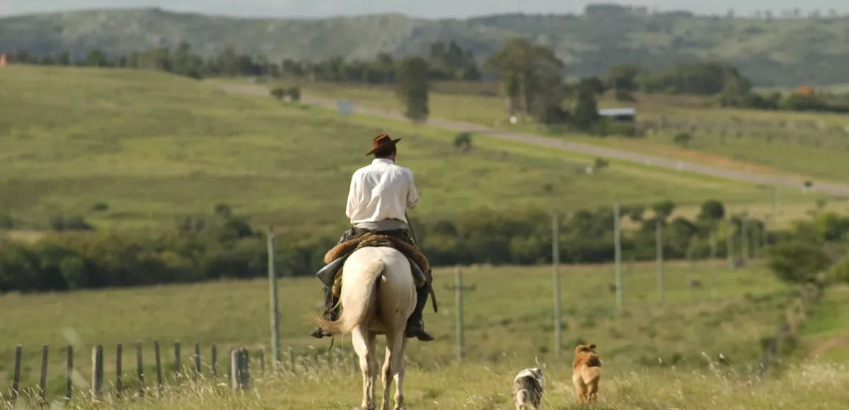 Gaucho a caballo acompañado de sus perros